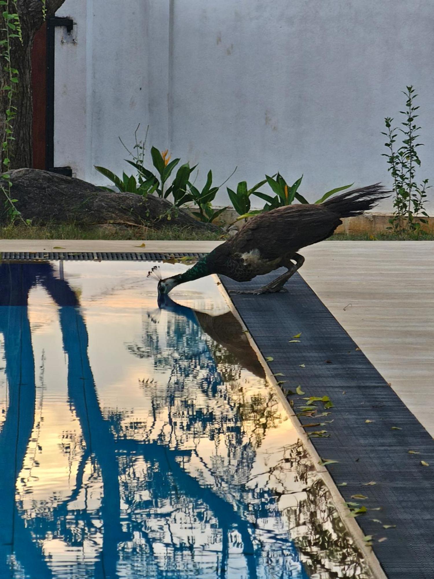 Kirinda Heaven - Yala Hotel Ngoại thất bức ảnh